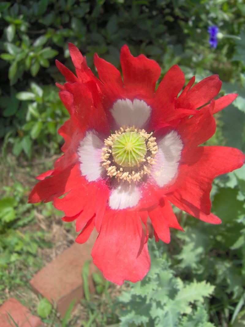 Image hosted by Photobucket.com