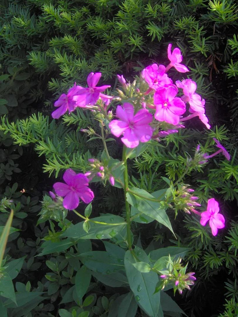 Image hosted by Photobucket.com