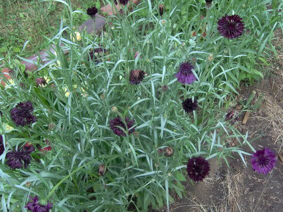 Image hosted by Photobucket.com