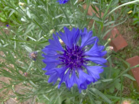 Image hosted by Photobucket.com