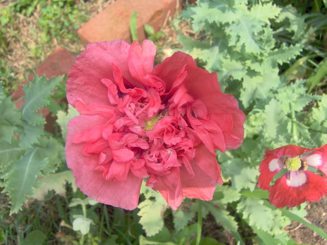 Image hosted by Photobucket.com