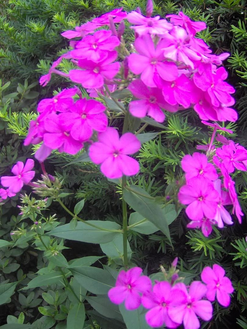 Image hosted by Photobucket.com