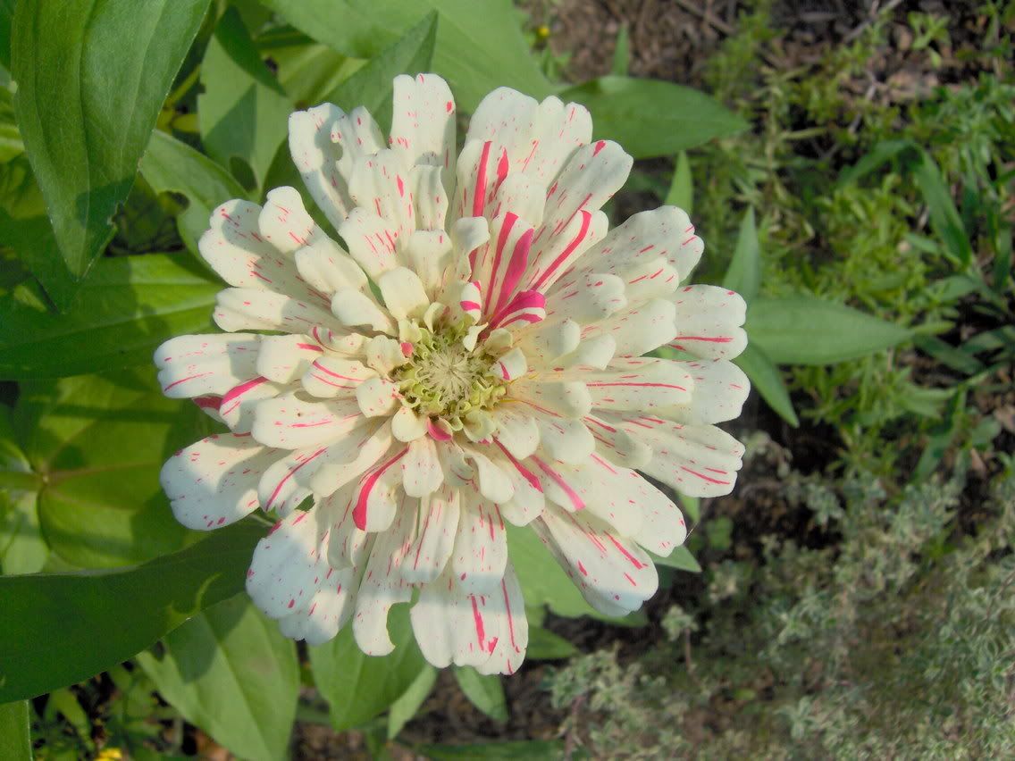 Image hosted by Photobucket.com