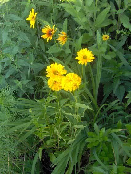 Image hosted by Photobucket.com