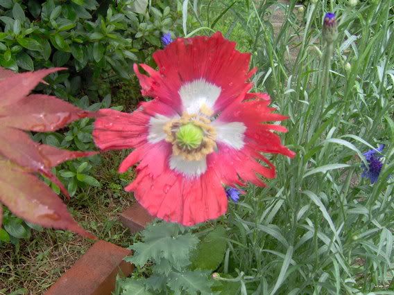 Image hosted by Photobucket.com