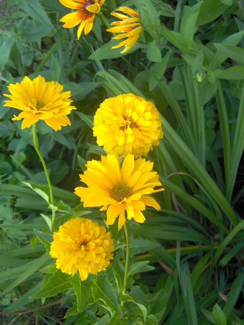 Image hosted by Photobucket.com