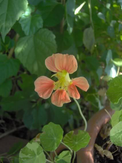 Image hosted by Photobucket.com