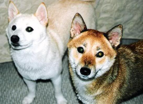 shiba inu