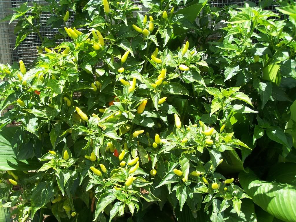 Bird Eye Chilli