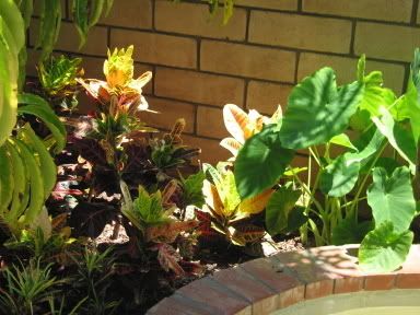 crotonsandcolocasia.jpg