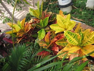 croton2.jpg