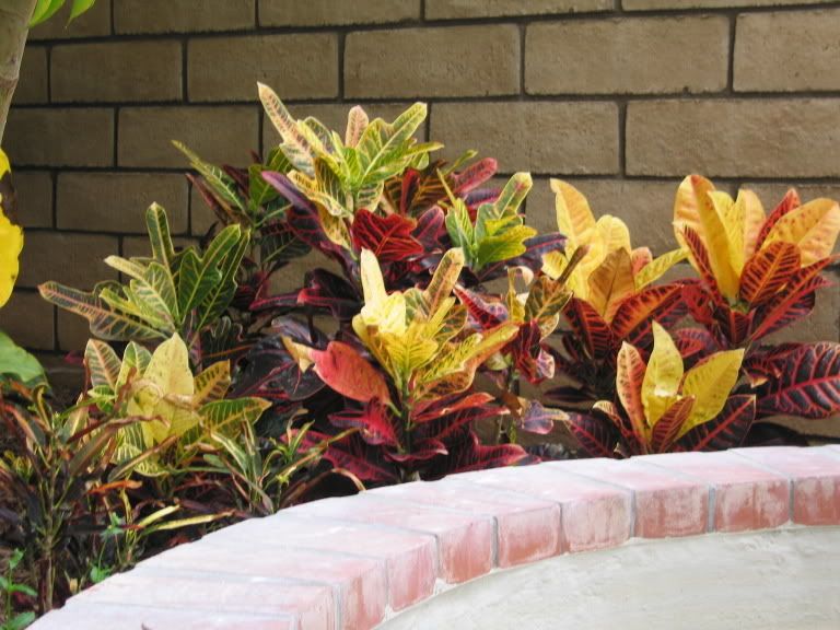 crotonplants.jpg