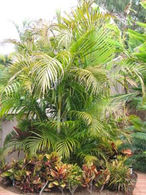 dypsislutescens-crotons.jpg