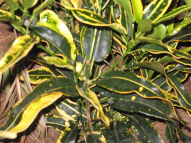 thinleafedcroton.jpg