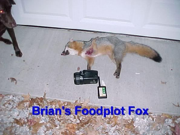 PBFOX.jpg