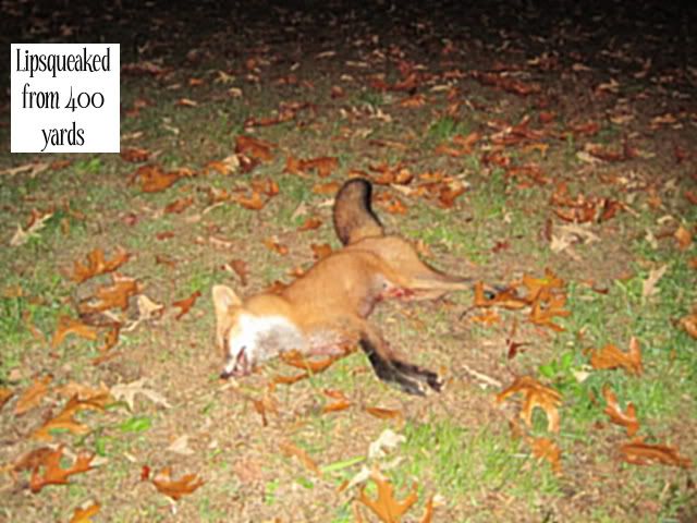 SuesRedFox-1.jpg