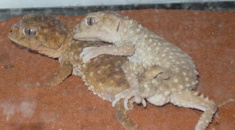 breeding2.jpg