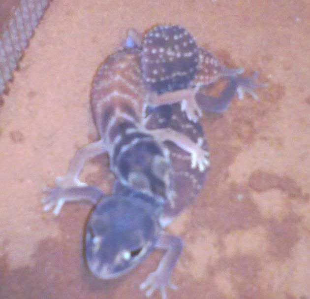 levismating2.jpg