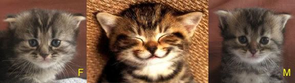 Smiling Kitten