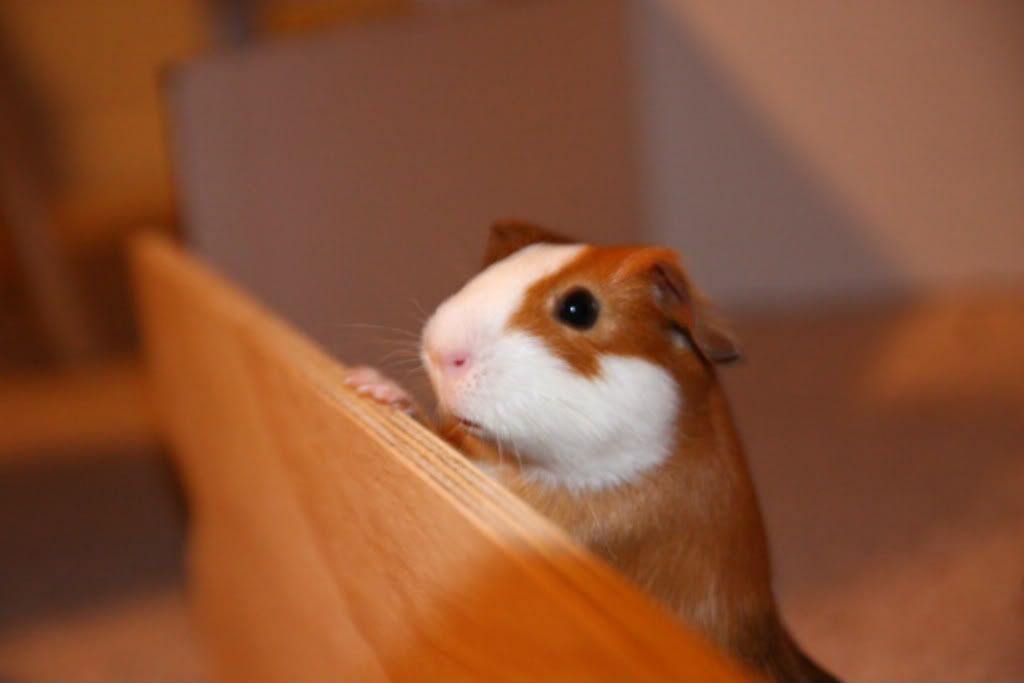 IMAGE: http://i8.photobucket.com/albums/a46/HLxDrummer/IMG_9030.jpg