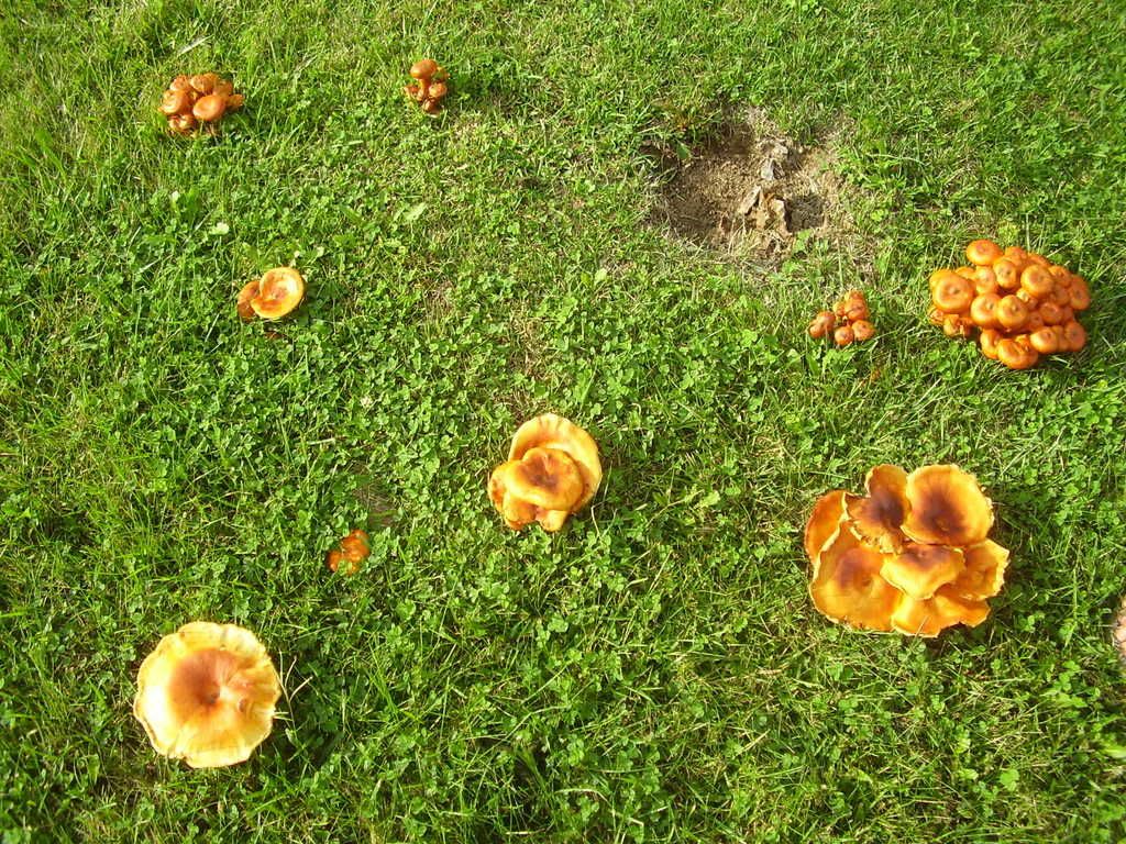 Orange Mushroom Identification http://pic2fly.com/Bright+Orange+Mushroom+Identification.html