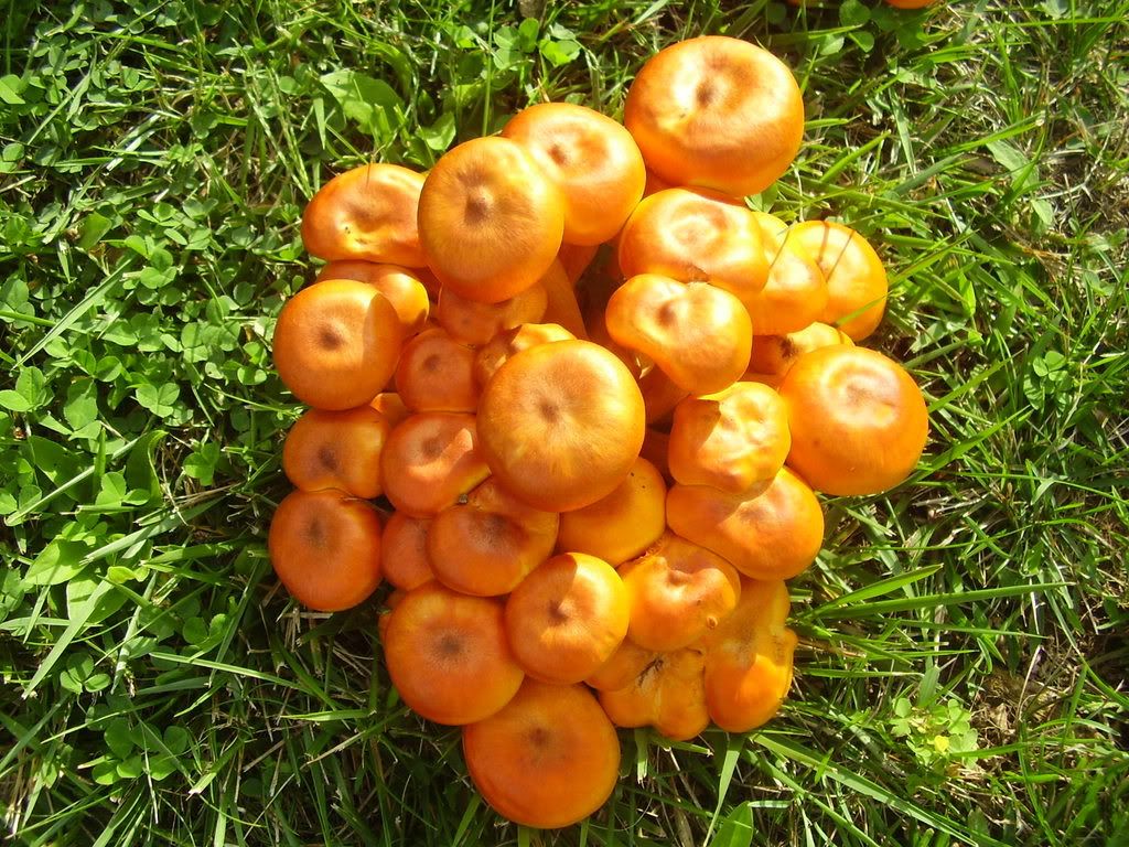 Orange Mushroom Identification http://pic2fly.com/Bright+Orange+Mushroom+Identification.html