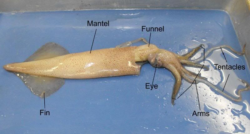 Labeled Dissected Squid