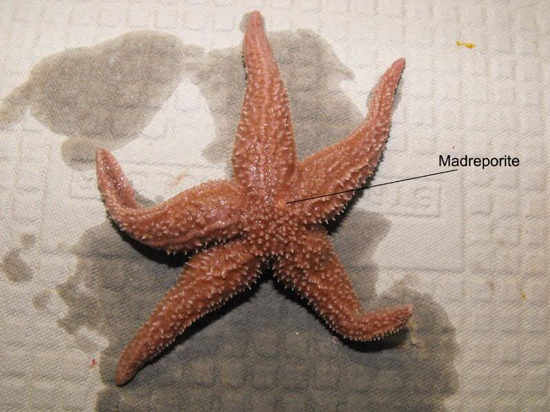 Starfish Aboral