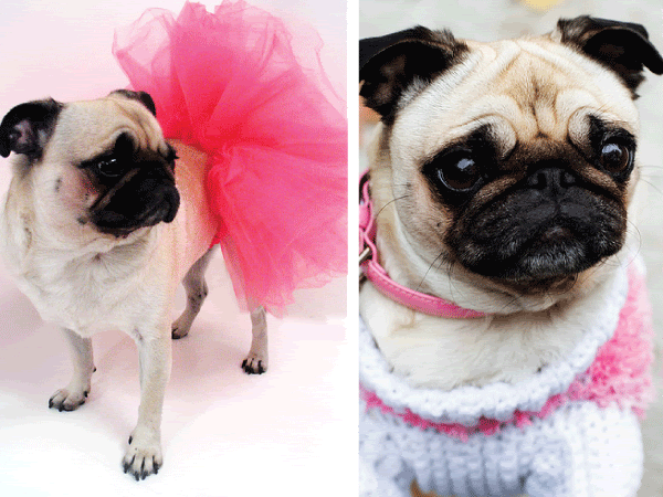 Dressed up pugs