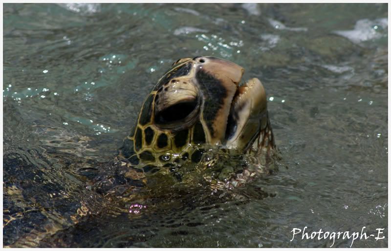 IMAGE: http://i8.photobucket.com/albums/a46/smurfsvt/CentreTurtle.jpg