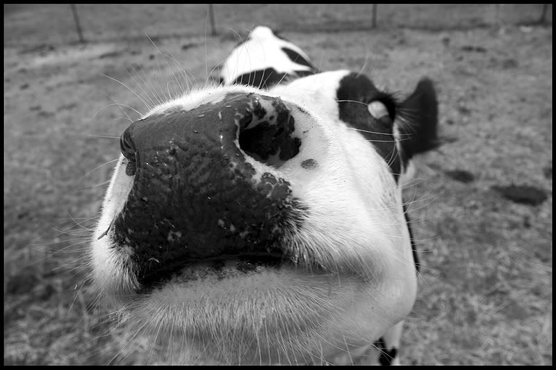 IMAGE: http://i8.photobucket.com/albums/a46/smurfsvt/IMG_4109small.jpg