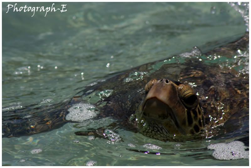 IMAGE: http://i8.photobucket.com/albums/a46/smurfsvt/OffsetTurtle.jpg