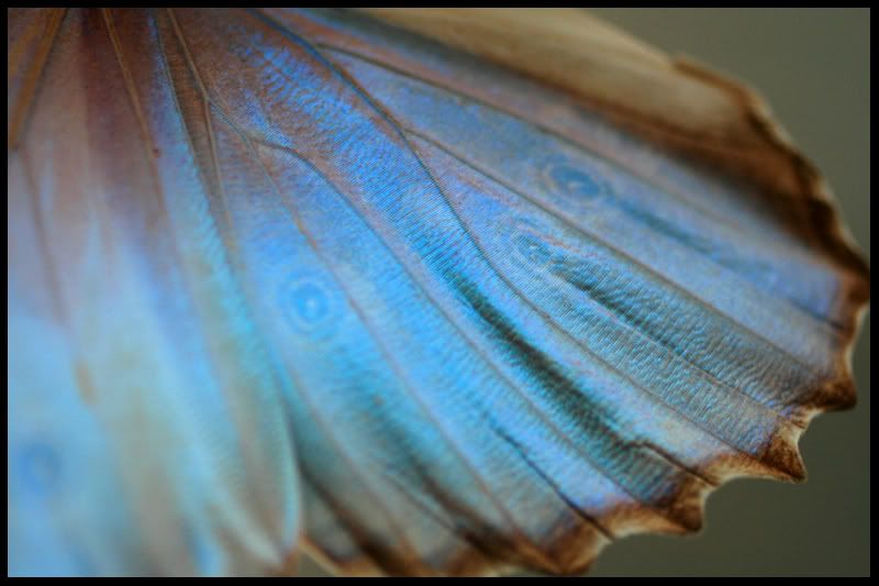 butterflywing.jpg