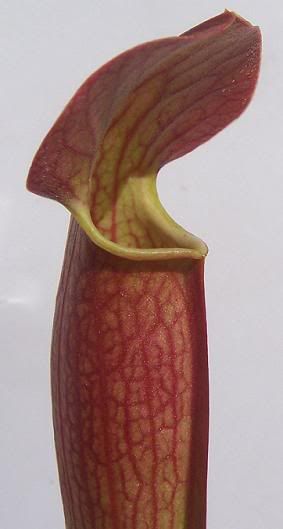 (alata x flava) x (leucophylla x purpurea)