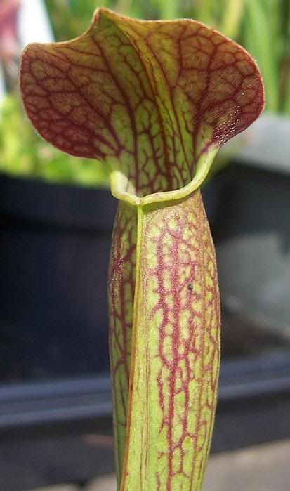 (flava x alata) x (leucophylla x purpurea)