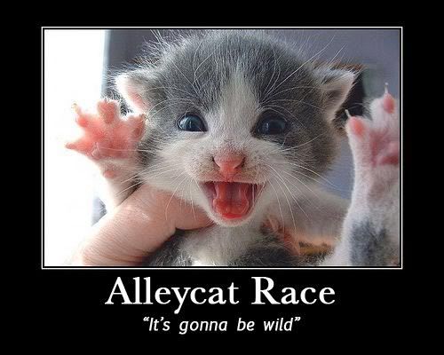 wales welsh race alleycat alley cat