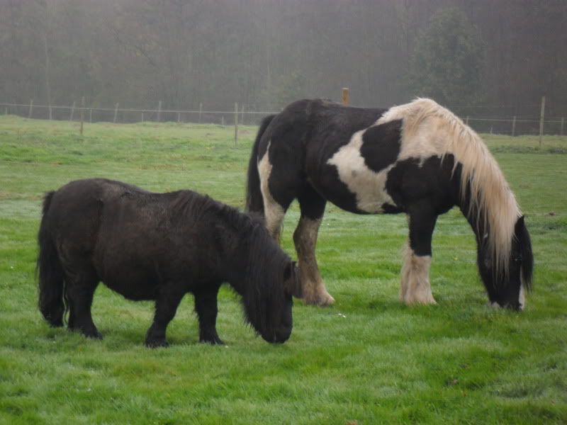 Bruin Bont Met Zwarte Vlekjes Bokt Nl