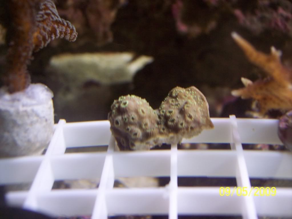 corals004.jpg