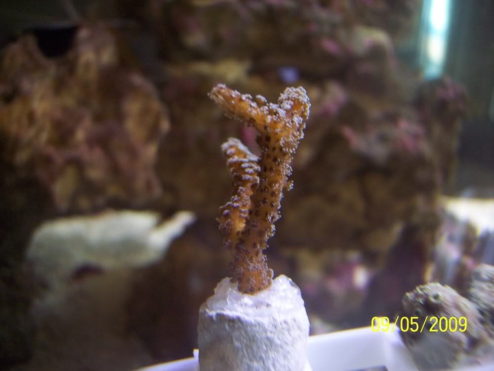 corals005.jpg