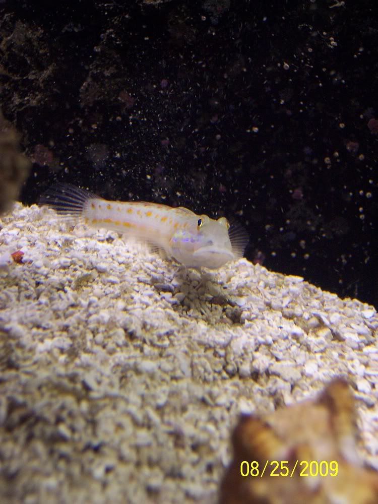 diamond watchman goby. Diamond Watchman Goby - Reef Central Online Community