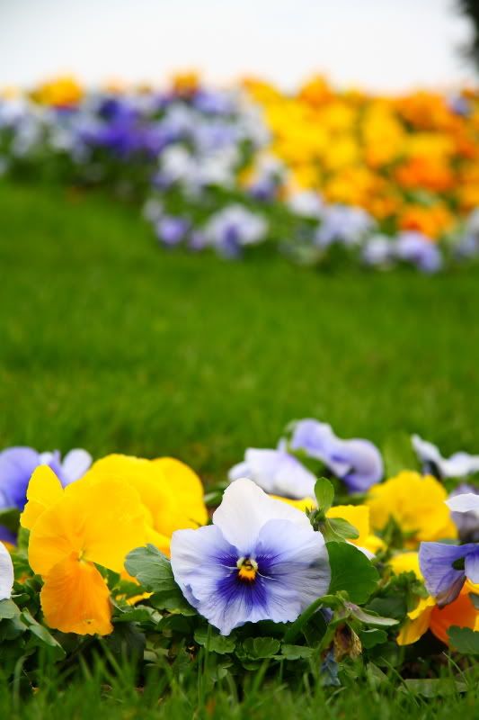 IMAGE: http://i8.photobucket.com/albums/a48/wongkeren/IMG_6269-2.jpg