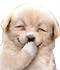 th_laughingdog.gif