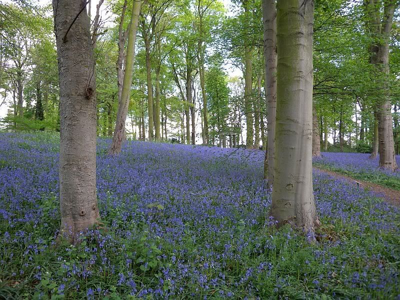 April26thRenishawBluebells025medium.jpg