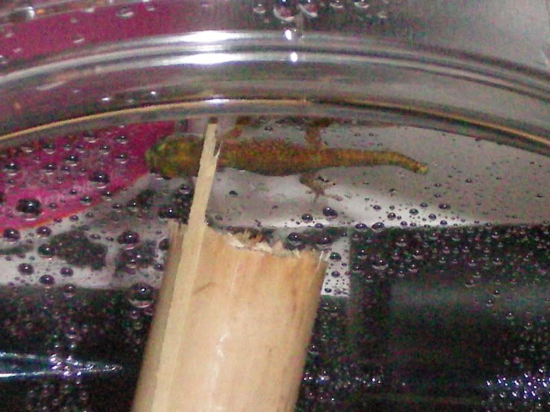 100_0085.jpg