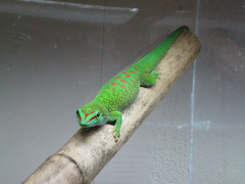 PhelsumaGrandis1.jpg