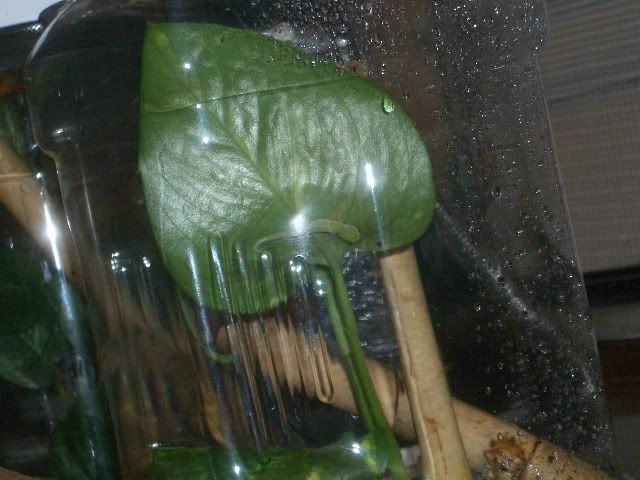 v-nigracg6-18-08hatched.jpg
