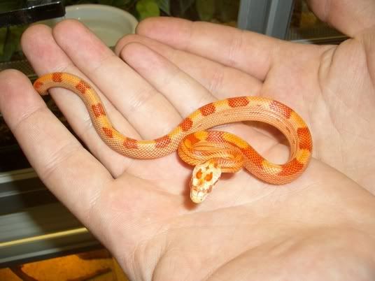 Cornsnake.jpg