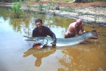 alligatorgar.jpg