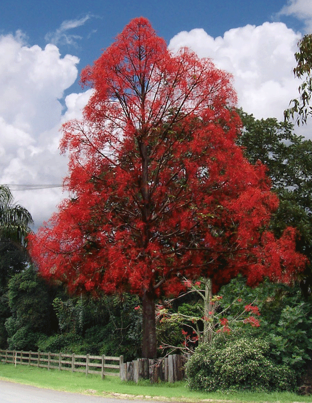ILLAWARRA FLAME TREE 5 SEEDS bright red bell shaped flowers KURRAJONG