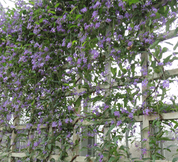 vines flowering australia purple flowering like sprays with of showy vine flowers beautiful pea